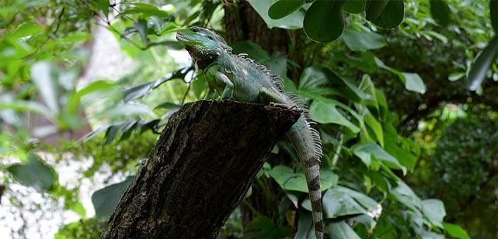 Gondwanaland Leipzig bei Regen Aktivität