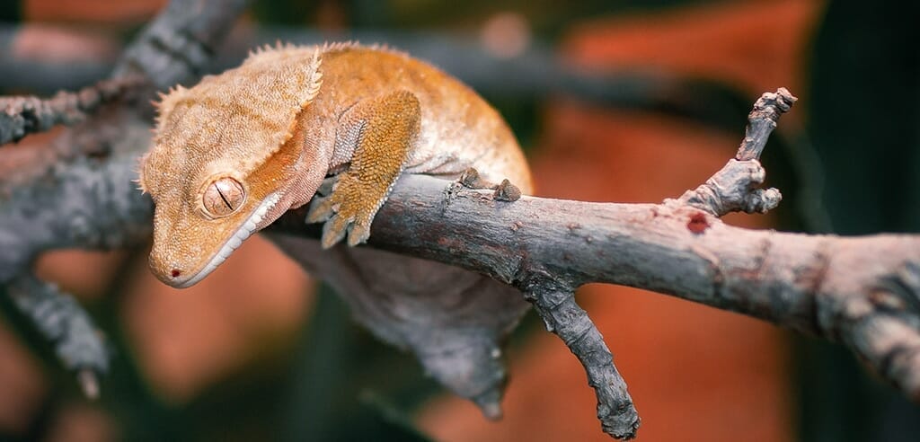 Einen Tag Urlaubsfeeling in der Dschungellandschaft Biosphaere in Potsdam