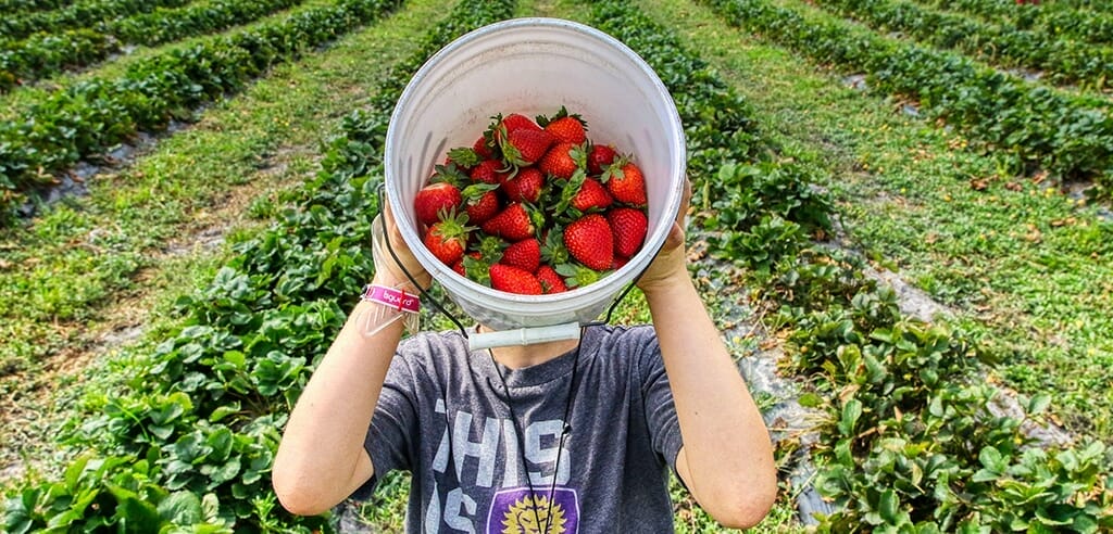 gesunde Unternehmung in Potsdam - frisches Obst und Gemuese ernten bei Neumanns Erntegarten