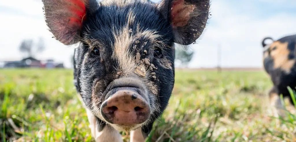 der Bauernhof als außerschulischer Lernort